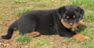 Taffy 6. 3. 2009