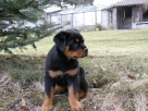 Taffy 17. 3. 2009