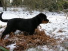 Taffy 21. 3. 2009