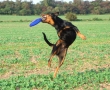 frisbee-008.jpg