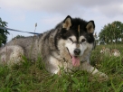 Easy + Athos + Lucky