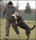Taffy a Jaroslav Labík