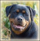 Honey Taffy Rotti Kingdom