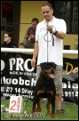 Elvis Bria Dogs