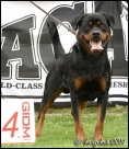 Enzo Monty Black