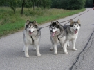 Lucky + Athos + Easy
